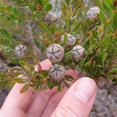 Leptospermum nitidum (Shiny Teatree) at Southwest, TAS - 18 Nov 2024 by Detritivore