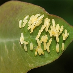 Paropsisterna cloelia (Eucalyptus variegated beetle) at Bruce, ACT - 21 Nov 2024 by AlisonMilton