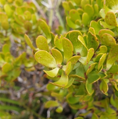 Persoonia gunnii (Mountain geebung) at Southwest, TAS - 19 Nov 2024 by Detritivore