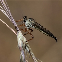 Cerdistus sp. (genus) (Slender Robber Fly) at Bruce, ACT - 22 Nov 2024 by AlisonMilton