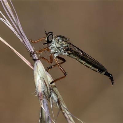 Cerdistus sp. (genus) (Slender Robber Fly) at Bruce, ACT - 22 Nov 2024 by AlisonMilton