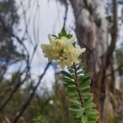 Pimelea linifolia (Slender Rice Flower) at Southwest, TAS - 18 Nov 2024 by Detritivore