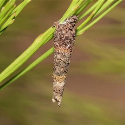 Conoeca or Lepidoscia (genera) IMMATURE (Unidentified Cone Case Moth larva, pupa, or case) at Bruce, ACT - 21 Nov 2024 by AlisonMilton