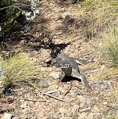 Varanus rosenbergi (Heath or Rosenberg's Monitor) at Mount Clear, ACT - 21 Nov 2024 by JillianM