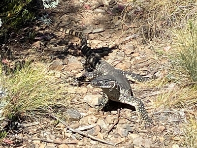 Varanus rosenbergi (Heath or Rosenberg's Monitor) at Mount Clear, ACT - 21 Nov 2024 by JillianM