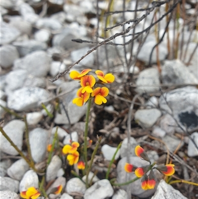 Sphaerolobium minus (Globe-pea) at Southwest, TAS - 16 Nov 2024 by Detritivore