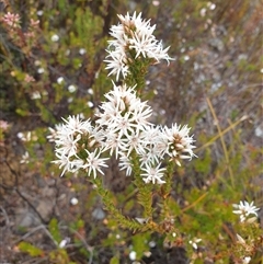 Sprengelia incarnata (Pink Swamp-heath) at Southwest, TAS - 16 Nov 2024 by Detritivore