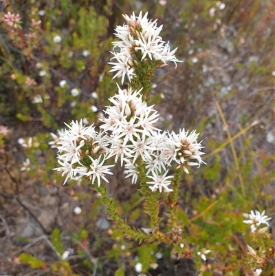 Sprengelia incarnata (Pink Swamp-heath) at Southwest, TAS - 16 Nov 2024 by Detritivore