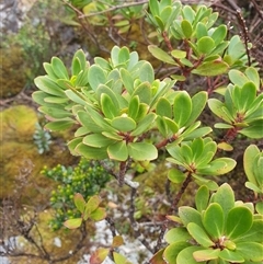 Tasmannia lanceolata (Mountain Pepper) at Southwest, TAS - 19 Nov 2024 by Detritivore