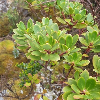 Tasmannia lanceolata (Mountain Pepper) at Southwest, TAS - 19 Nov 2024 by Detritivore