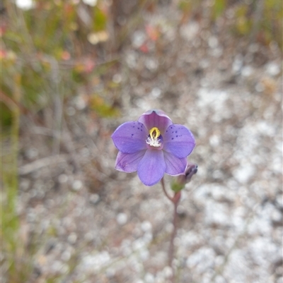 Thelymitra sp. at Southwest, TAS - 16 Nov 2024 by Detritivore