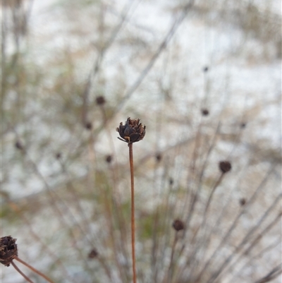 Xyris sp. at Southwest, TAS - 20 Nov 2024 by Detritivore