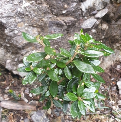 Olearia persoonioides (Geebung Daisybush) at Southwest, TAS - 19 Nov 2024 by Detritivore