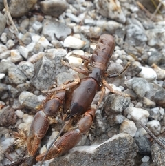 Unidentified Freshwater Crayfish at Southwest, TAS - 17 Nov 2024 by Detritivore