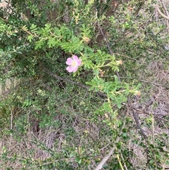 Rosa rubiginosa (Sweet Briar, Eglantine) at Watson, ACT - 20 Nov 2024 by waltraud