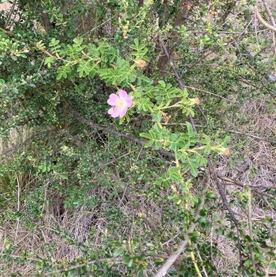 Rosa rubiginosa (Sweet Briar, Eglantine) at Watson, ACT - 19 Nov 2024 by waltraud