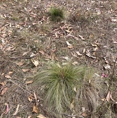 Nassella trichotoma (Serrated Tussock) at Watson, ACT - 20 Nov 2024 by waltraud