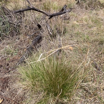 Nassella trichotoma (Serrated Tussock) at Watson, ACT - 20 Nov 2024 by waltraud