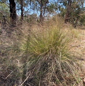 Nassella trichotoma at Watson, ACT - 19 Nov 2024