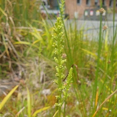 Microtis sp. at Sandy Bay, TAS - 15 Nov 2024 by Detritivore