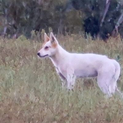 Canis lupus (Dingo / Wild Dog) at Rendezvous Creek, ACT - 22 Nov 2024 by aussiestuff