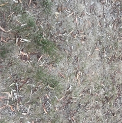 Nassella neesiana (Chilean Needlegrass) at Lyneham, ACT - 22 Nov 2024 by maisiewkstl