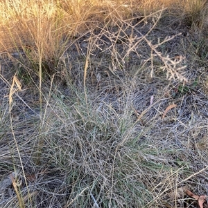 Eragrostis curvula at Hackett, ACT - 18 Nov 2024