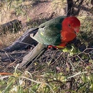 Alisterus scapularis at Hackett, ACT - 18 Nov 2024