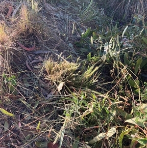 Dianella revoluta (Black-Anther Flax Lily) at Hackett, ACT by waltraud