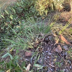 Dianella revoluta at Hackett, ACT - 8 Nov 2024 12:37 PM