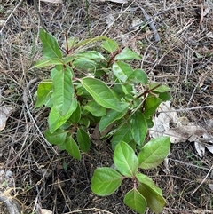 Viburnum tinus (Laurustinus) at Watson, ACT - 14 Oct 2024 by waltraud