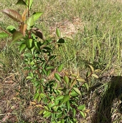 Prunus sp. (A Plum) at Hackett, ACT - 19 Oct 2024 by waltraud