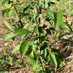 Prunus sp. at Hackett, ACT - 20 Oct 2024 09:39 AM