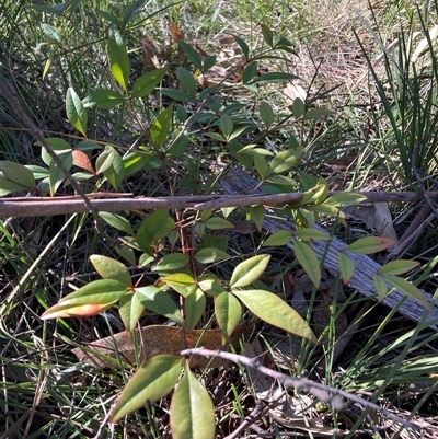 Nandina domestica (Sacred Bamboo) at Hackett, ACT - 20 Oct 2024 by waltraud