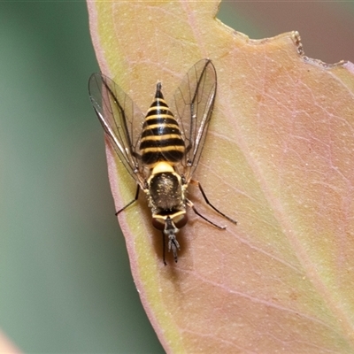 Australiphthiria hilaris (Slender Bee Fly) at Bruce, ACT - 21 Nov 2024 by AlisonMilton