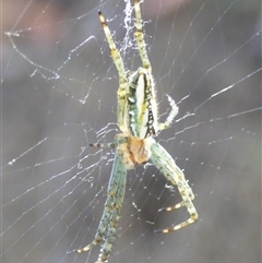 Plebs bradleyi (Enamelled spider) at West Hobart, TAS - 22 Nov 2024 by VanessaC