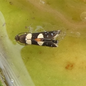 Glyphipterix chrysoplanetis at Charleys Forest, NSW - suppressed