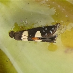 Glyphipterix chrysoplanetis at Charleys Forest, NSW - suppressed