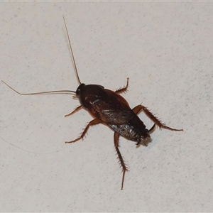 Unidentified Cockroach (Blattodea, several families) at Googong, NSW by WHall