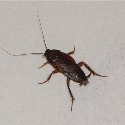 Unverified Cockroach (Blattodea, several families) at Googong, NSW - 17 Nov 2024 by WHall