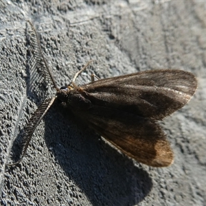 Zygaenidae (family) at Charleys Forest, NSW - 22 Nov 2024