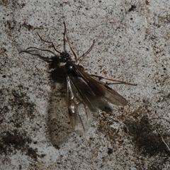 Unidentified Insect at Charleys Forest, NSW - 21 Nov 2024 by arjay