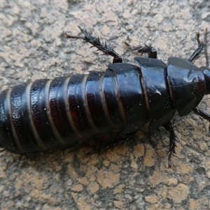 Panesthia australis at Charleys Forest, NSW - suppressed