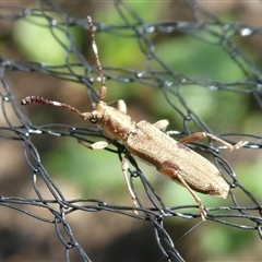 Pempsamacra tillides (Longhorn or longicorn beetle) at Charleys Forest, NSW - 20 Nov 2024 by arjay