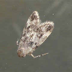 Noctuoidea (superfamily) (A night moth) at Charleys Forest, NSW - 19 Nov 2024 by arjay