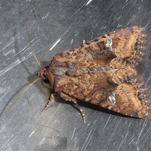 Neumichtis saliaris (Green Cutworm Moth) at Charleys Forest, NSW by arjay