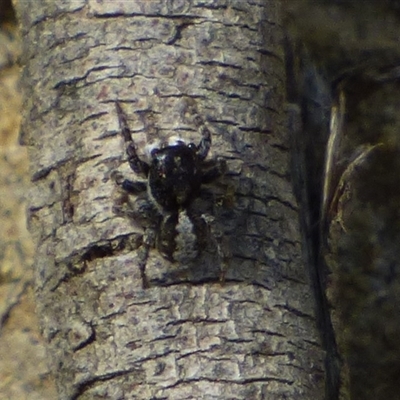 Salticidae (family) (Jumping spider) at West Hobart, TAS - 22 Nov 2024 by VanessaC