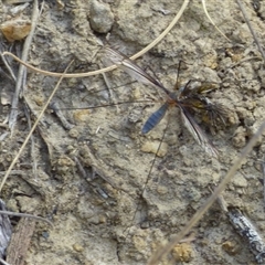 Unidentified Crane fly, midge, mosquito or gnat (several families) at West Hobart, TAS - 22 Nov 2024 by VanessaC