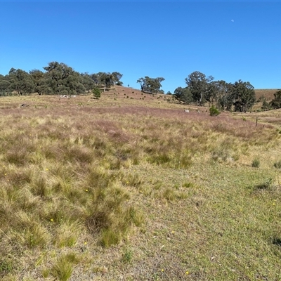 Nassella trichotoma (Serrated Tussock) at Jacka, ACT - 21 Nov 2024 by mcosgrove