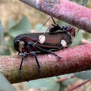 Eurymela distincta at Ainslie, ACT - 22 Nov 2024